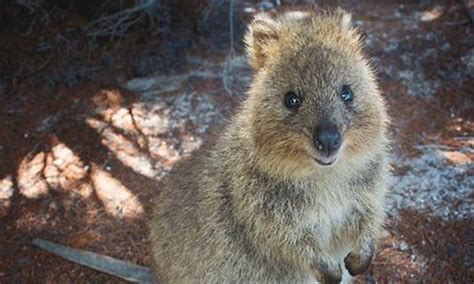 For more quokka animal smiles follow ► quokkahub we are talking about the meme think you're a bad mother? Hunt for 'Steve' the quokka who hitch-hiked from Rottnest ...