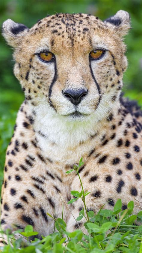 Download Wallpaper 800x1420 Cheetah Animal Big Cat Predator Wild