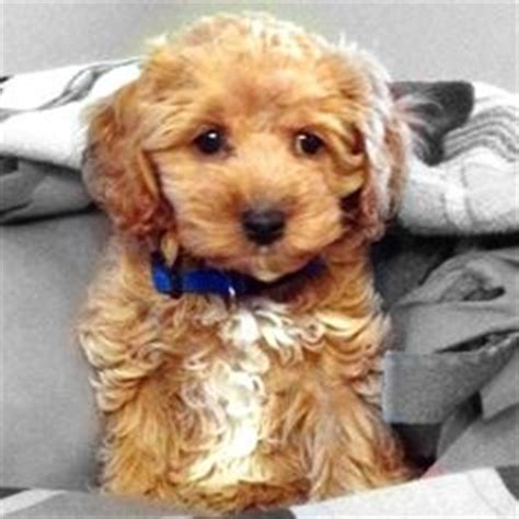 Find a english cocker spaniel puppy from reputable breeders near you and nationwide. Red, Apricot, Merle, Sable, Parti, Tri-Colored Cockapoo Puppies Cute Cockapoos | Cute Animals ...