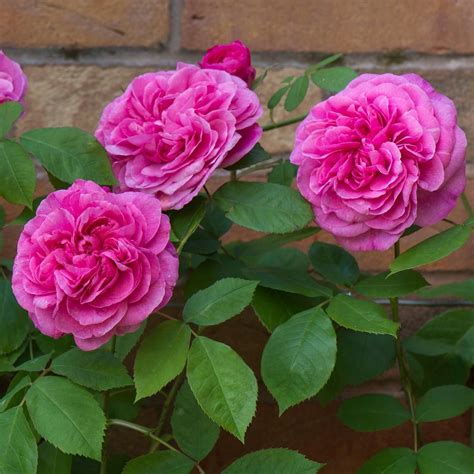 Gertrude Jekyll Most Fragrant Climbing Roses Fragrant Learning