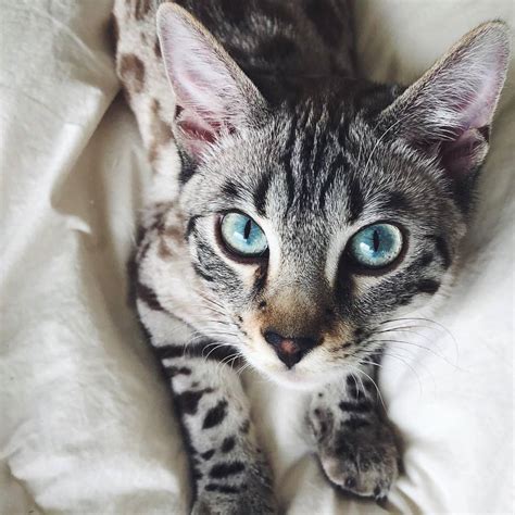 8 Pictures Of Cute Bengal Cats And Kittens