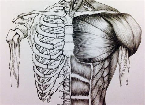 Torso Bonemuscle Study By Billydoubleu On Deviantart Body Sketches