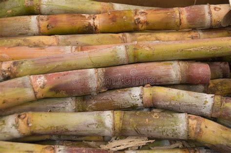 Sugar Cane Stock Photo Image Of Food Sugarcane Cane 11431988