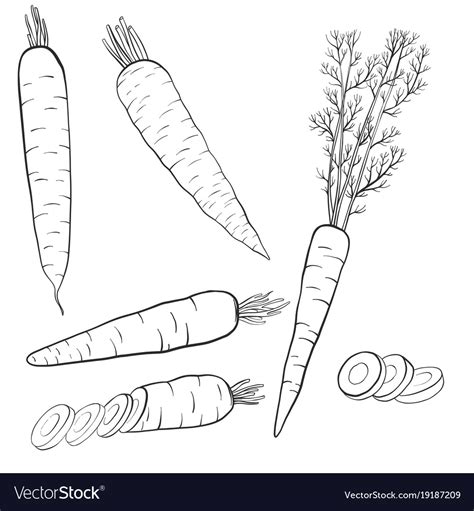 Drawing Carrots Royalty Free Vector Image Vectorstock