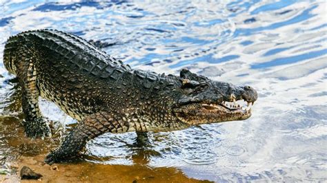 Cubas Endangered Leaping Crocodile Bbc Travel