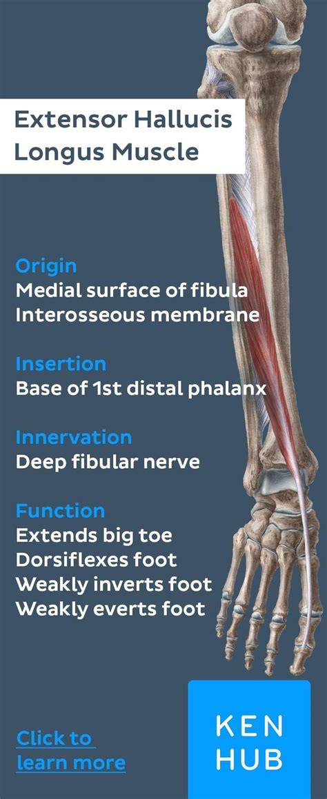 The Extensor Hallucis Longus Belongs To The Anterior Muscles Of The