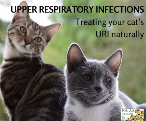 Natural Ways To Treat Your Cats Upper Respiratory Infection Upper