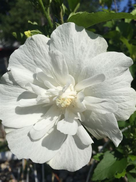 White Chiffon Rose Of Sharon Photo Fleurs Fleurs