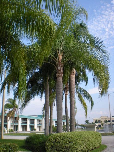 We did not find results for: Queen Palm (Syagrus Romanzoffiana) - Zone 8b-11 Part Shade ...