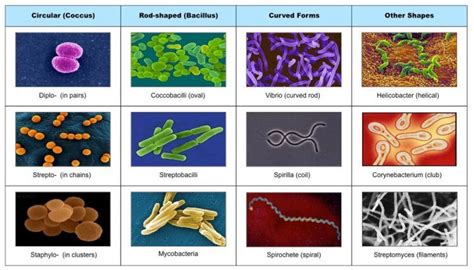 Types Of Microorganisms General Infection Theory Bacteria Shapes
