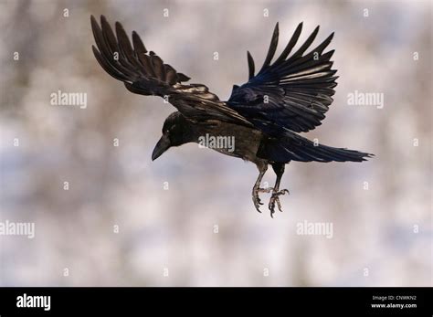 Common Raven Corvus Corax Flying Norway Lauvsnes Stock Photo Alamy