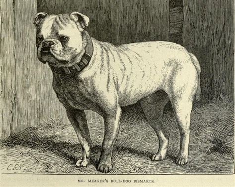 Bulldog Antique Dog Print Page Illustration 1881 Vero Shaw Etsy Uk