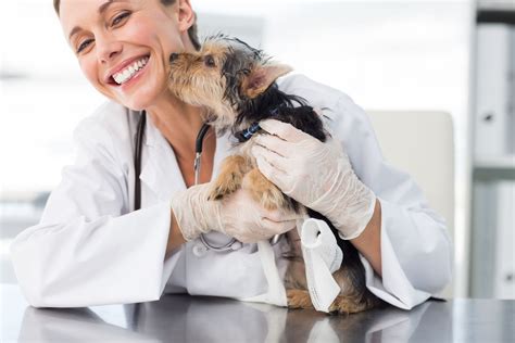 How To Find The Best Animal Doctor Smartguy