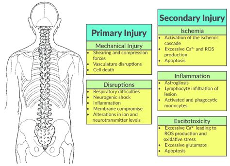 The Spinal Cord Injury Sci Cascade Is Comprised Of Both A Primary And Download Scientific