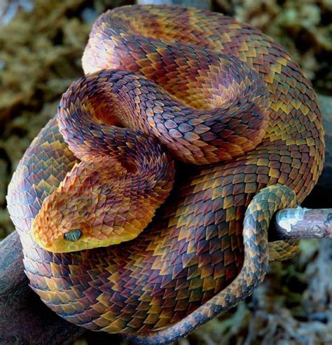 Atheris Squamigeria One Of The Most Beautiful Snakes In The World