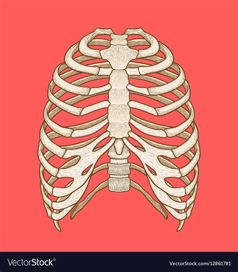 Rib Cage Anatomy Labeled Vector Illustration Diagram Vectormine The Best Porn Website