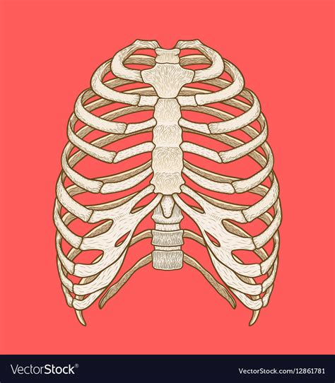 By describing your rib cage pain to your doctor as specifically as possible, you can help him or her make an accurate diagnosis—and find you the right treatment. rib cage anatomy