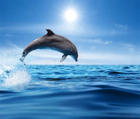 Beautiful Bottlenose Dolphins Jumping Out Of Sea With Clear Blue Water
