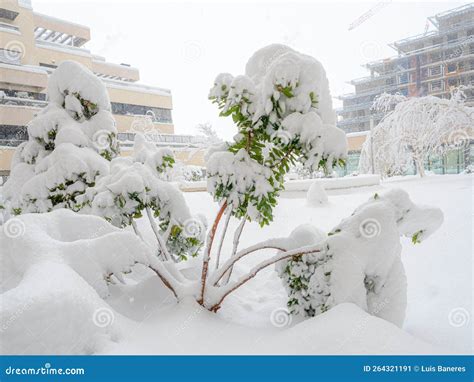 Tree Plant Covered In Snow During A Snowfall Stock Image Image Of
