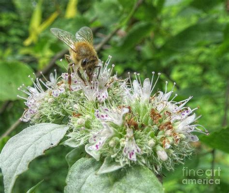 Honey Bee On Hoary Mountain Mint Photograph By Chuck Buckner Fine Art