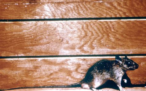 Free picture: roof, rat, black, rat, rattus, rattus