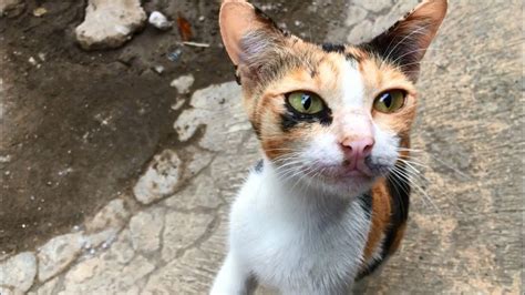 Friendly Calico Cat Love The Affection Meows Loudly When I Stop