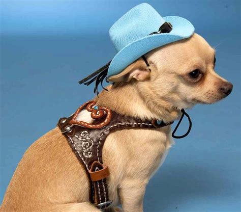 Dog Wearing Cowboy Hat Ustrendi