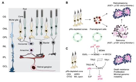 Development Of Retinoblastoma A Major Retinal Cell Types B