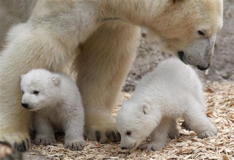 Twin Polar Bear Cubs Make Debut Cbs News