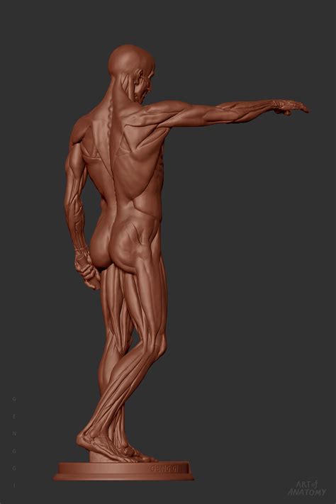 Houdon Lecorche Human Anatomy Human Statue