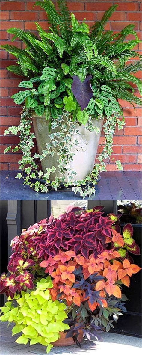They can grow to be between three and five feet tall as well as across. 20+ Best and Wonderful Colorful Shade Garden Pots Ideas for Small Spaces (With images) | Shade ...
