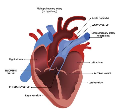 The Human Heart • Heart Research Institute
