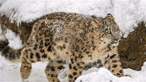 Download Wallpaper 3840x2160 Snow Leopard Big Cat Predator Winter