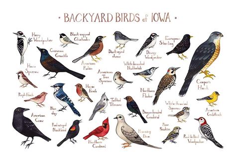 Backyard Birds Scott County Iowa