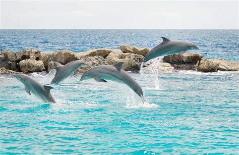 5 Reasons Why Dolphins Are The Best Sea Creatures Mystart