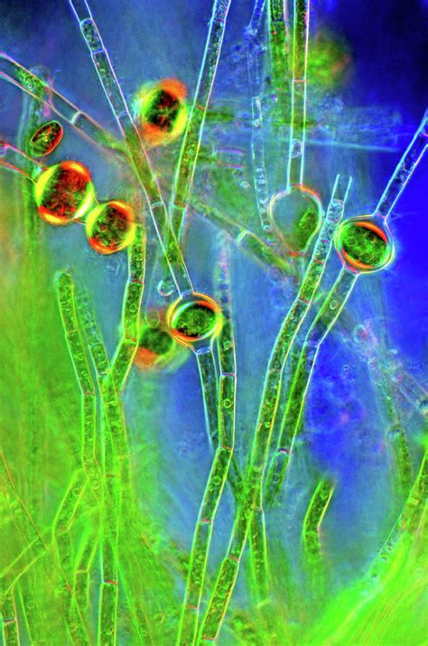 Oedogonium Green Algae Photograph By Marek Mis Pixels