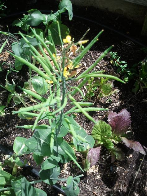 Getting started with bok choy. Apt Garden: How to Harvest Bok Choy Seeds