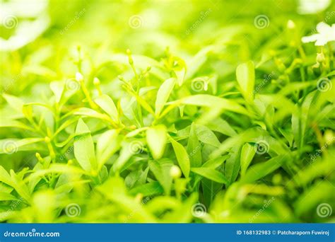Natural Green Plants Landscape Using As A Background Or Wallpaper Stock