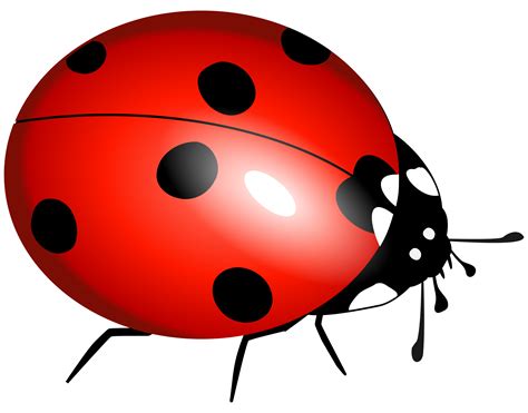 Ladybug Serangga Png Unduh Gambar Png Arts