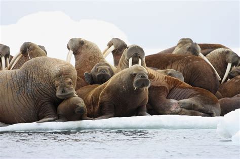 Thousands Of Pacific Walruses Again Herd Up On Alaska Coast Anchorage