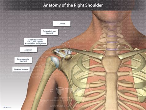 Shoulder Anatomy Labeled