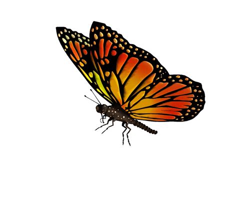 Search more hd transparent pink butterfly image on kindpng. Butterfly PNG | Free Butterflies PNG Clipart Images - Free ...