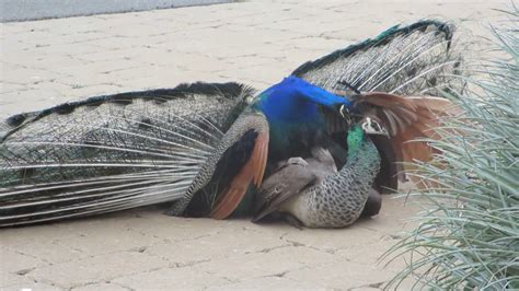 Male Peacocks Mating