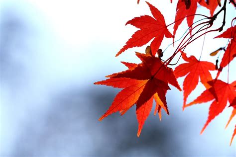 Autumn Leaves Free Photo Download Freeimages