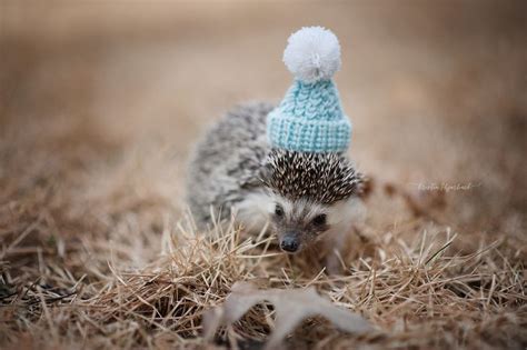 This Hedgehog Day Treat Yourself With 47 Pictures Of