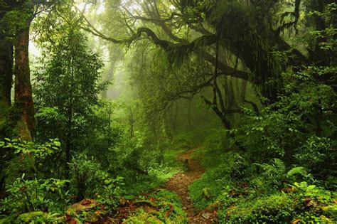 Las 13 Características de la Selva Más Importantes