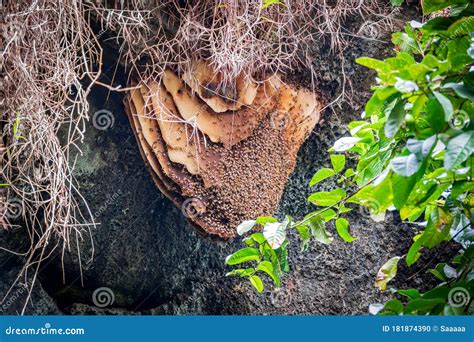 Huge Bee Hive Inside A Cave With Many Bees Stock Photo Image Of Wild