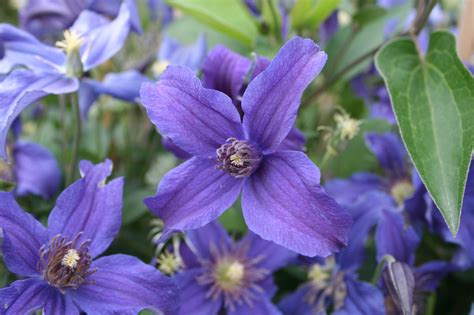 You can become a member and try the free assets. Sapphire Indigo Clematis - Plant Library - Pahl's Market ...
