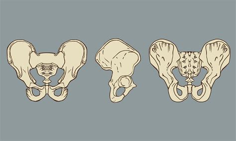 Skeletal Anatomy Of The Pelvis