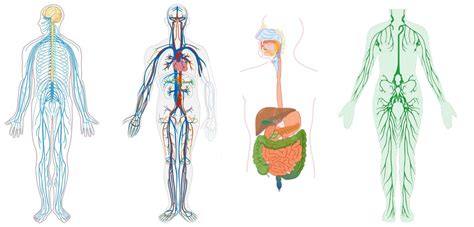 Sistemas Y Aparatos Del Cuerpo Humano Sistema Circulatorio Kulturaupice